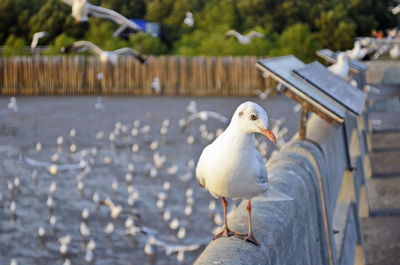 Seagull perching on railing by lake