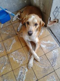 High angle portrait of dog sitting on floor