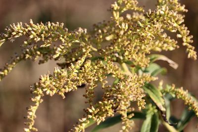 Close-up of white flowering plants