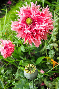 Close-up of pink flowers blooming outdoors