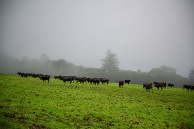 Horses grazing in a field