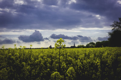 Scenic view of agricultural field against sky