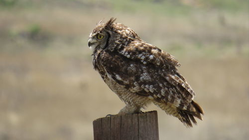 Close-up of eagle perching on wooden post