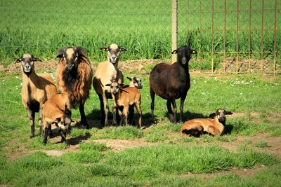 Sheep grazing on grassy field