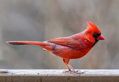 Close-up of bird perching on retaining wall