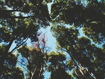 Low angle view of trees in forest against sky