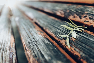 Close-up of dry leaf on wooden plank