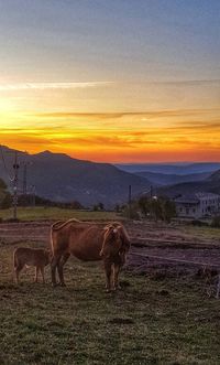 Horses grazing on field against sky at sunset