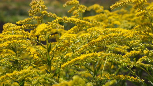 Close-up of yellow flowering plant