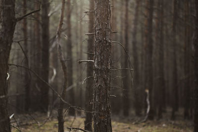 Close-up of bamboo on tree trunk in forest