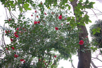 Low angle view of flower tree