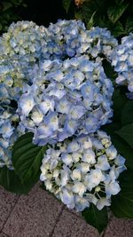 Close-up of white hydrangea flowers