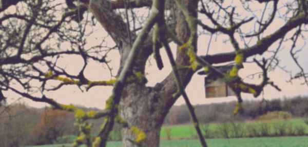 Close-up of tree trunk against building