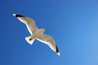 Low angle view of seagull flying