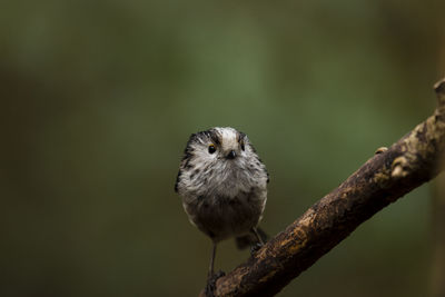 Close-up of bird perching on branch