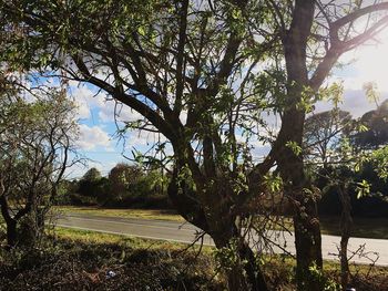 Trees growing in park