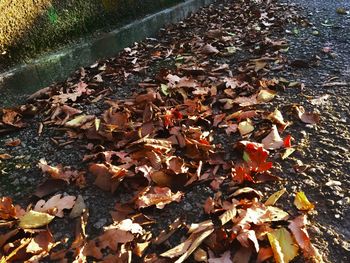 High angle view of autumn leaves in water