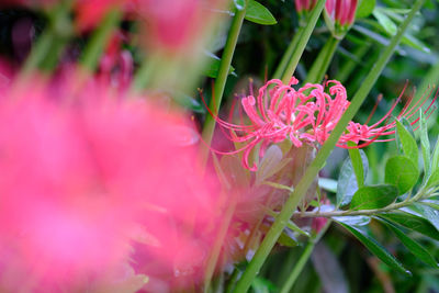 Close-up of pink flowering plant