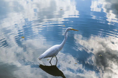 Great egret in lake