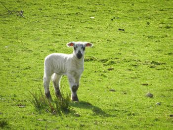 Cow grazing on field