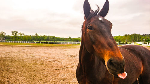 Horse in field