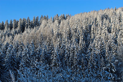 View of pine trees in forest against clear blue sky