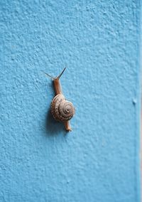 Close-up of snail on wall