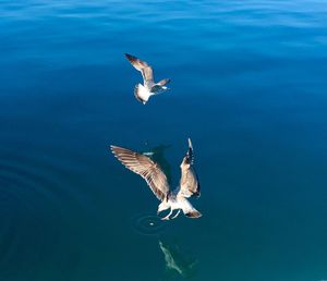 Seagulls flying over sea