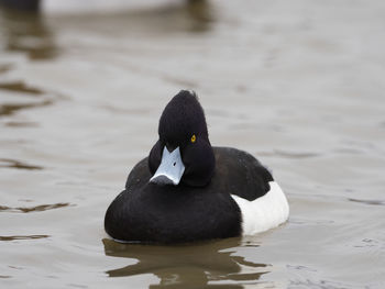 Close-up of duck swimming in lake