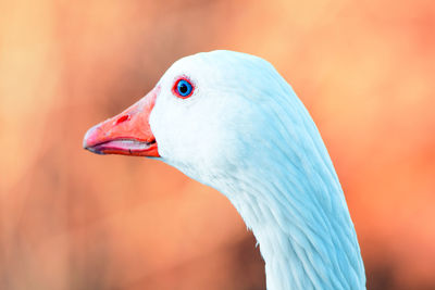 Close-up of a bird