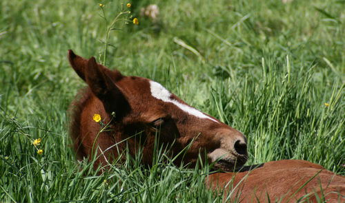 View of a horse on field