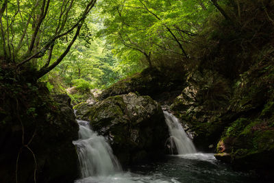 Scenic view of waterfall in forest