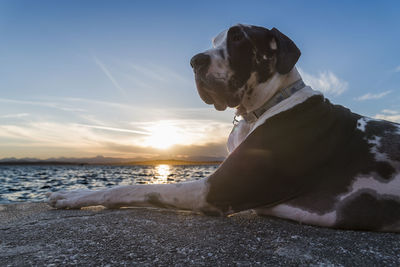 Harlequin resting on rock at beach