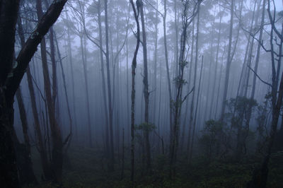 Misty forest in timor island, indonesia 