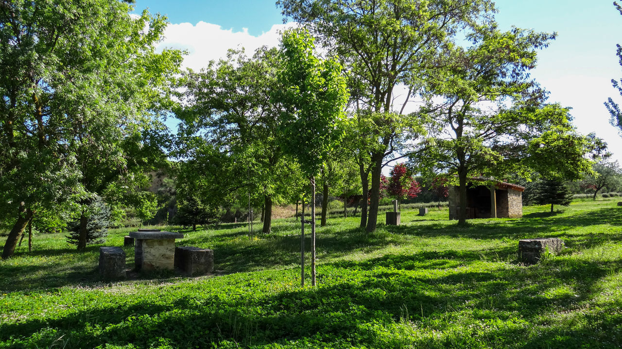 SCENIC VIEW OF TREES ON FIELD