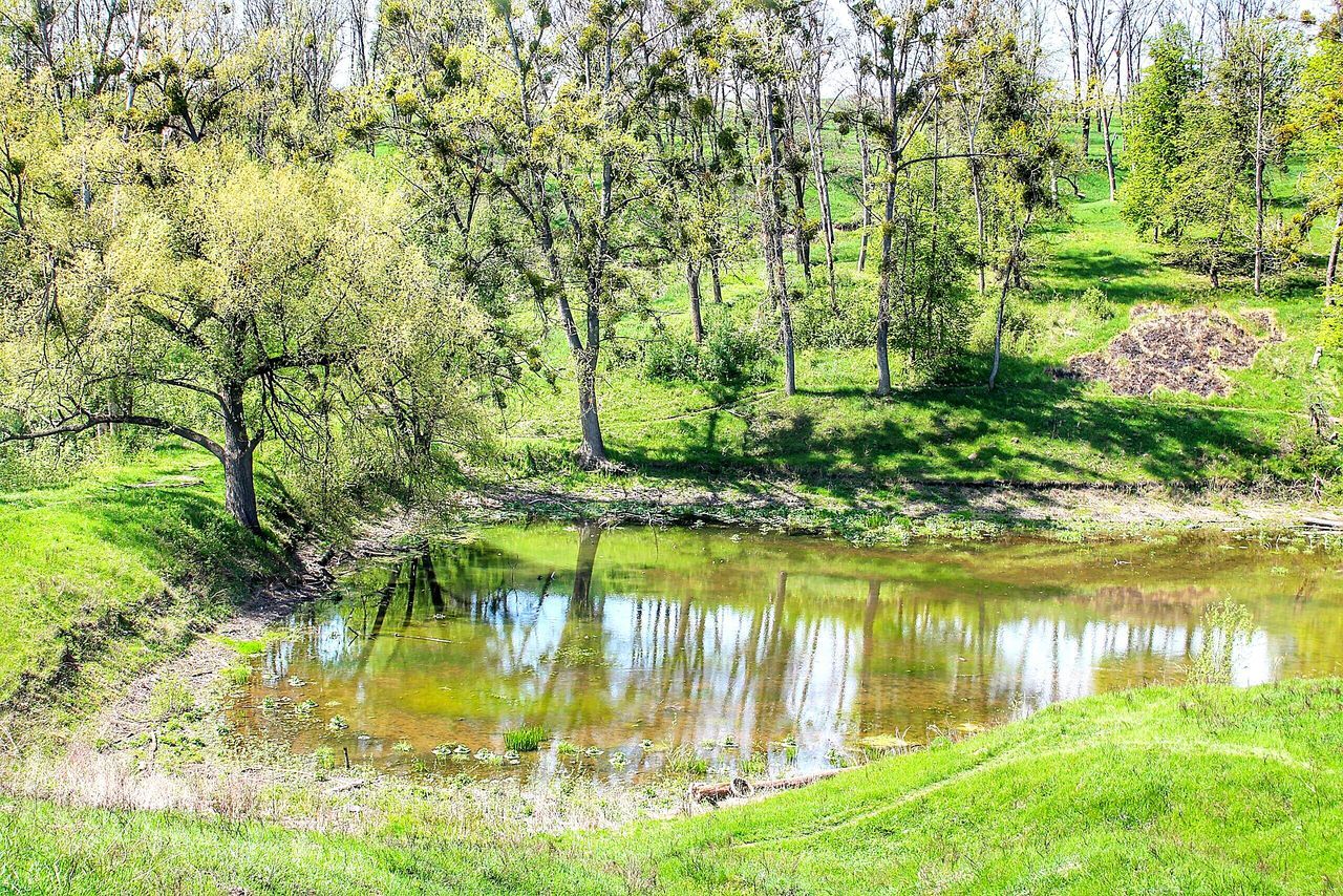 water, tree, reflection, tranquility, tranquil scene, lake, green color, growth, beauty in nature, nature, scenics, pond, grass, branch, plant, tree trunk, idyllic, green, forest, day