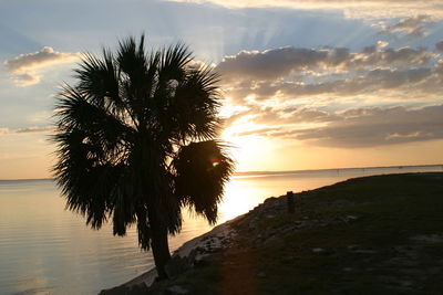 Palm trees on beach during sunset