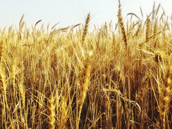 Wheat crop in field