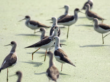 High angle view of birds on beach