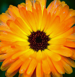 Close-up of raindrops on orange flower