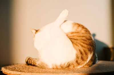 Close-up of a cat sleeping