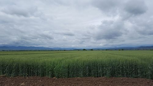 Scenic view of agricultural field against sky