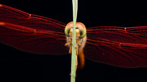 Close-up of illuminated red light against black background