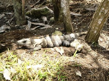 Close-up of lizard on tree trunk in forest