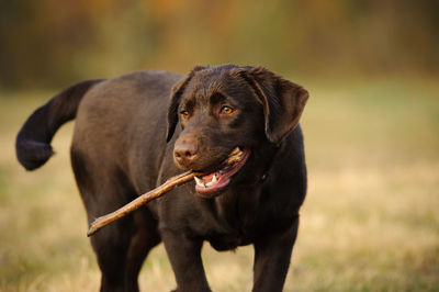 Portrait of dog retrieving stick