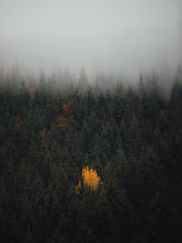 Trees in forest during foggy weather