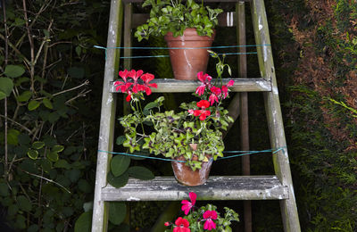 Potted flowers blooming outdoors