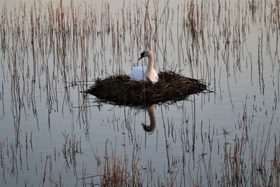 Swan lying on its nest. with reflection in blank water.