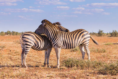 Zebra zebras on field against sky