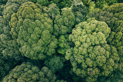 Full frame shot of plants